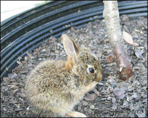 baby-rabbit2.jpg