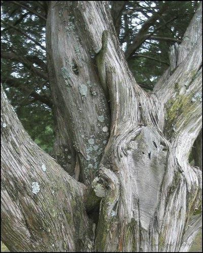 old-tree.jpg